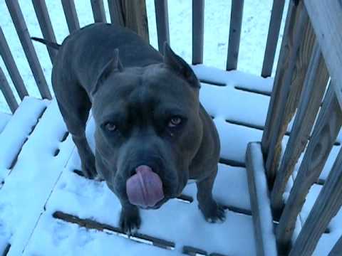 blue nose pitbull