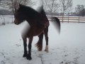 trail mule and show mule filly