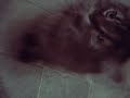 my cat