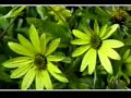 Elias Alves e sua Mae Maria Divina - Telefone de Deus Elias Alves e sua Mae Maria Divina - Telefone de Deus