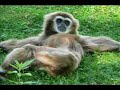 Cute and funny!  Adorable Pictures:  Animals Try Problem Sol