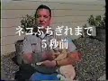 cat cats funny