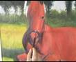 Horse Art Painting - speed painting Paarden schilderij paard
