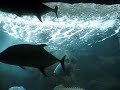Waikiki Aquarium, Pt.