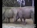 when animal goes nuts