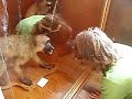 Video del mono