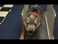 Amstaff \"Hummer\" treadmill workout June 29th 2008 Amstaff \"Hummer\" treadmill workout June 29th 2008