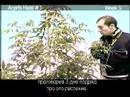 Green House Seed Arjan\ Green House Seed Arjan\