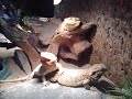 baardagaam/bearded dragon