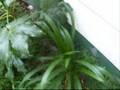 videos de My Mum's GArden & Rabbits & Cats