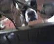 videos de Neeto (: