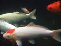 Koi Carp Koi Carp