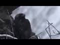 Shearwater - The Snow Leopard