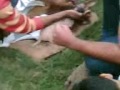A rare act of HumaNiTy
