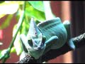 Veiled Chameleon