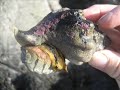 Cabrillo Tidepools