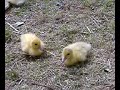 Muscovy Duckling Hunts Flys Muscovy Duckling Hunts Flys