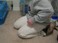 funny-ferret.html