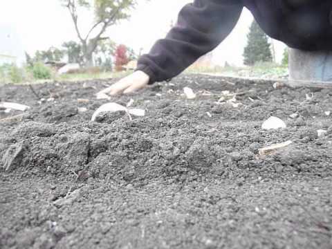 how to grow garlic in mn