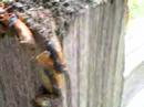 a close up of the cicada invasion