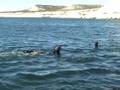 videos de snorkel en Madryn