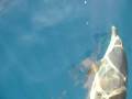 Bunaken Dolphin Tour