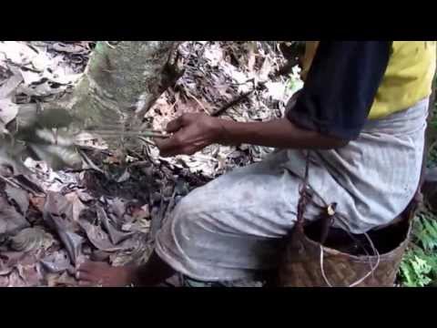 how to harvest nutmeg