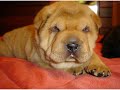 Sharpei - Seeks female Sharpei - Seeks female