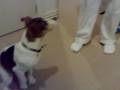videos de Koby doing his tricks 2