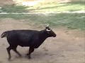 Letur Recortes Toros Alberto Cozar