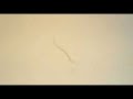 Hookworm (N. Americanus) in vitro, L3 larvae