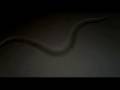 Hookworm (N. Americanus) in vitro, L3 larvae