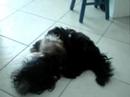 DOG FIGHT - PRETA VS LOLA DOG FIGHT - PRETA VS LOLA