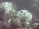 NARCOSIS TEAM IV