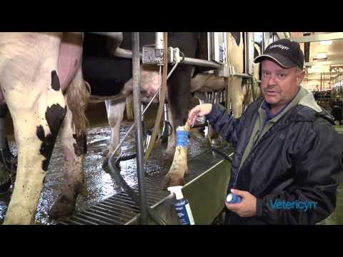 how to treat udder edema