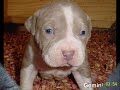 Yo no quiero agua yo quiero bebida de Pitbull
