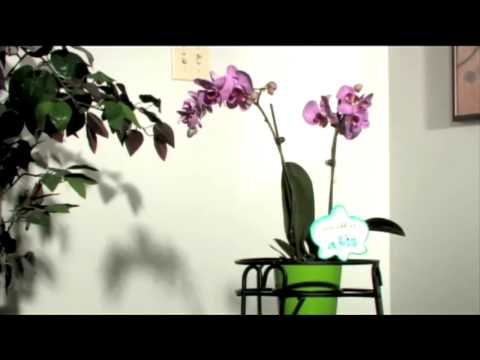 how to fertilize just add ice orchids