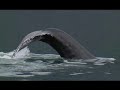 WildWeekendTV.com:  Whale Watching on the Sea Wolf