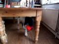 videos de alfie having fun with his buster cube