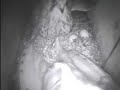 Barnowl fights with kestrel