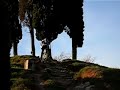 Cipressi