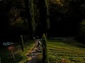 Cipressi