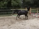 www.elevageangloarabe.com smak du durzon