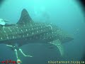 Diving with huge whaleshark!!!