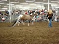 Summer Breeze Guinness Book of World Records Horse