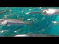 sardine sardine sardine sardine sardine sardine sardine