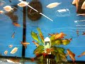 India Fish Tank
