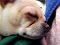 Snoring sleeping Chihuahua CHA CHA
