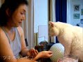 おもかわペット大集合「お辞儀をしてみる」