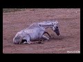 maltraitance chevaux - hallelujah